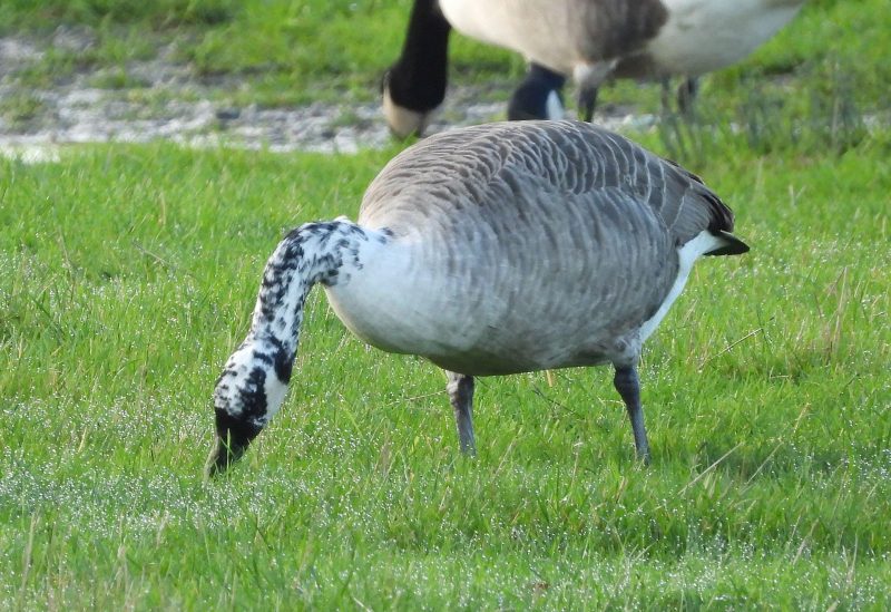 Canada goose on sale ireland quiz